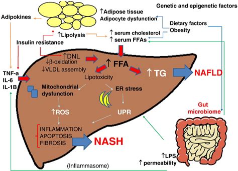 The Multiple Hit Pathogenesis Of Non Alcoholic Fatty Liver Disease
