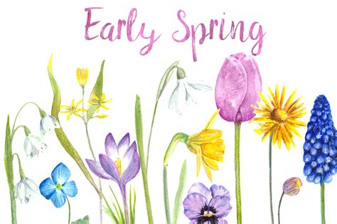Watercolor Early Spring Flowers Clip Art Set 243759 Illustrations