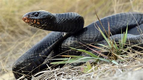 First Wild Eastern Indigo Snake Found In Alabama In 60 Years Cbs 42