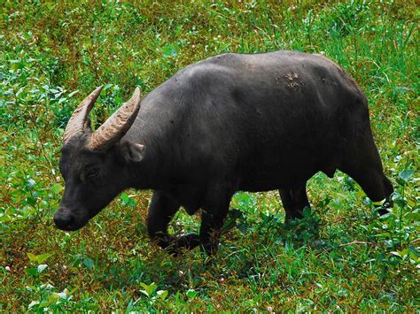 11 Endangered Animals Only Exist In Indonesia Authentic Indonesia Blog