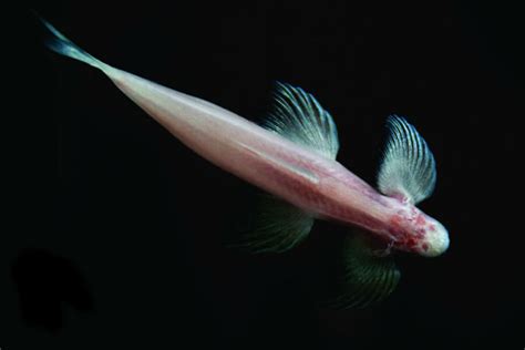 This Fish Can Walk What Can It Teach Us About Terrestrial Evolution
