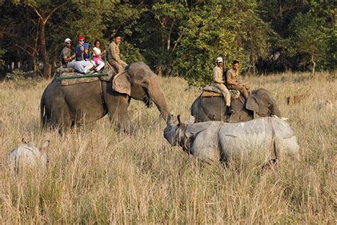 Assams Pobitora Wildlife Sanctuary Essential Travel Guide