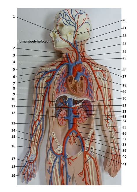 Model labeled labeled body arteries cat dissection blood vessels blank blood vessel diagram exercise 32 anatomy of blood vessels capillary blood vessel blood vessel drawing label the major blood vessels blood vessel structure cardiovascular system blood vessels blood. Blood Vessel Plaque Upper - Human Body Help