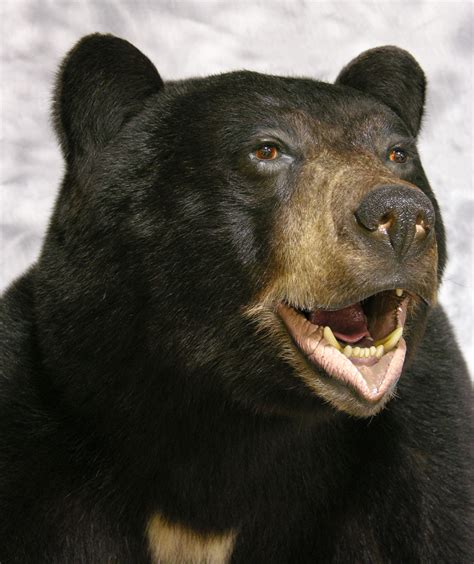 4 Life Size Full Mount Taxidermy Black Bears Finished This Week 23