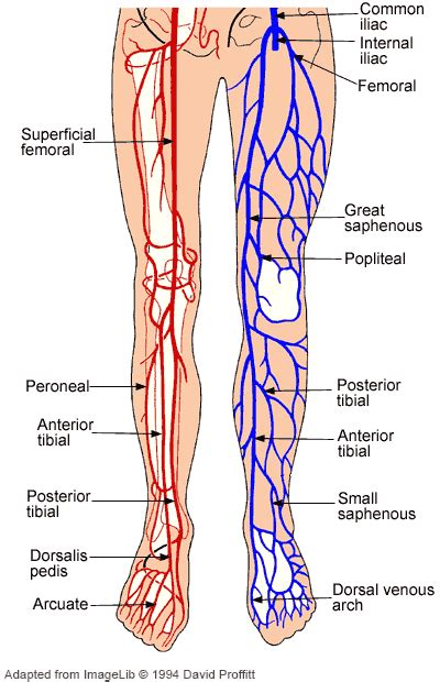 Lower Limb Artery And Vein Anatomical Innervation