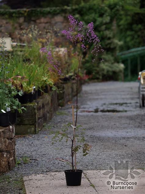 Thalictrum Delavayi 'Hewitt'S Double' from Burncoose Nurseries