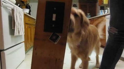 Dog Tricks Turn On Lights Part 1 Youtube