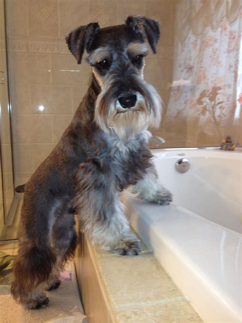 Miniature schnauzer puppies for sale year round. Miniature Schnauzer Puppies For Sale Cheap Near Me