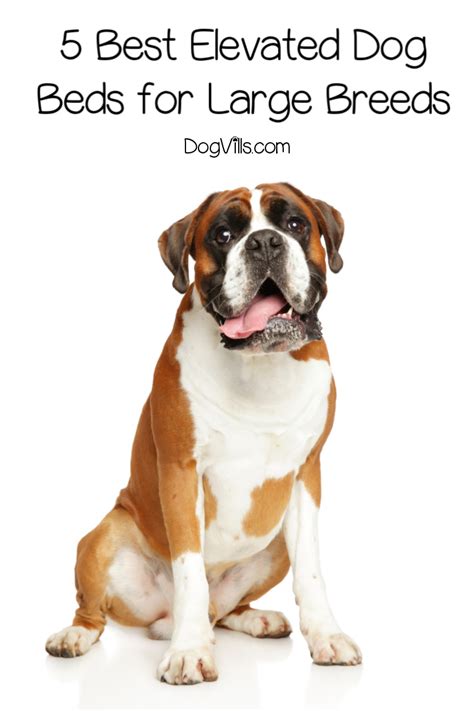 Check spelling or type a new query. The 5 Best Elevated Dog Beds for Large Breeds - DogVills