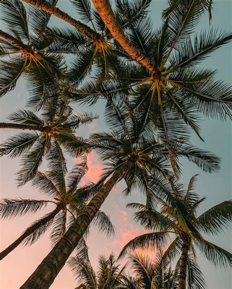 Aesthetic Palmtree Summer Beach Photography Wallpaper Summer