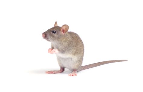 Rats And Mice Magnolia Exterminating