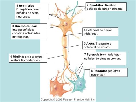 Neuronas Estructura Y Funcion