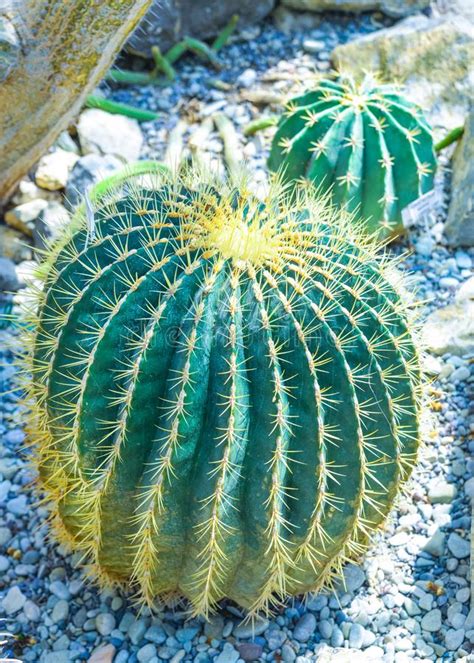 When a site is found where peyote grows it usually does so in abundance. Exotic Green Cactus Plants Grow In Flower Pots In Botanic ...