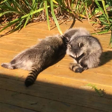 Adorable Playful Raccoons Threetn Raccoon Funny Raccoon Animals