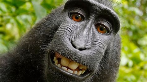 La Batalla Legal Por El Selfie Del Mono Terminó Con Un Acuerdo Entre