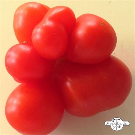 Voyage Tomato Solanum Lycopersicum Organic The Good To Know Seeds