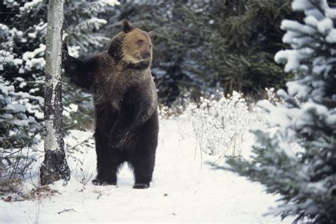 What Are The Adaptations For Animals To Survive In The Taiga Sciencing