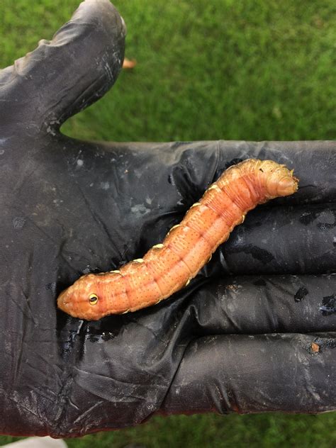 Found This Guy In Central Minnesota Biggest Caterpillar Ive Ever Seen
