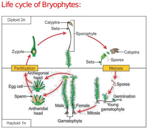 Life Cycle Of Bryophytes