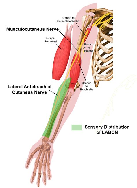 Lateral Antebrachial Cut Nerve Anatomy Orthobullets