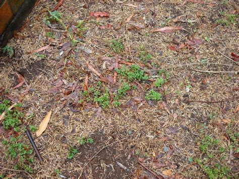 Corn is a grass, but it certainly bears little superficial resemblance to lawn grass, poa pratensis. Solved: What type of grass and weed are these? | Bunnings Workshop community