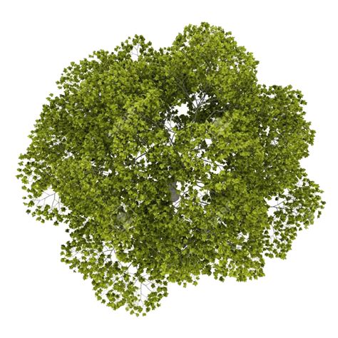 Tree Top PNG Image | PNG Mart