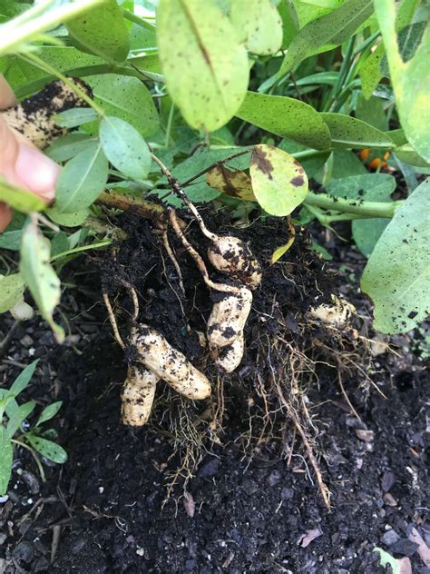 How To Grow And Harvest Peanuts The Kitchen Garten