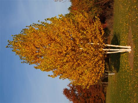 Free shipping on all orders over $199. Beautiful White Barked Birch Trees - Knecht's Nurseries ...