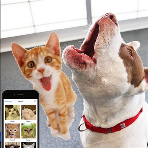 Cat Meow Prank And Troll Your Pets By Hoang Tue