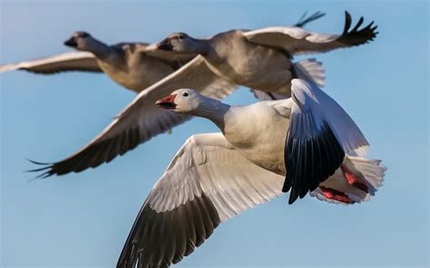 Geese Birds Flying Snow Goose Wallpapers Hd Desktop And Mobile