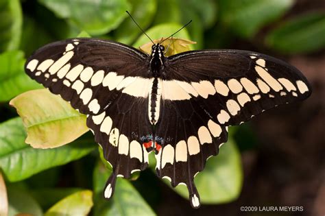 Butterfly Gallery Laura Meyers Nature Photograpy