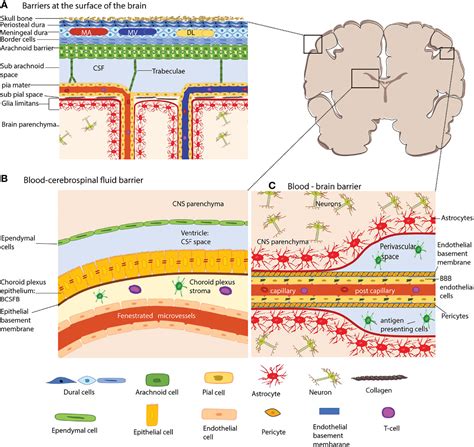 Frontiers How Does The Immune System Enter The Brain