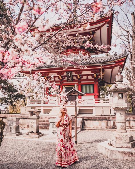 The Best Cherry Blossom Locations In Kyoto Charlies Wanderings