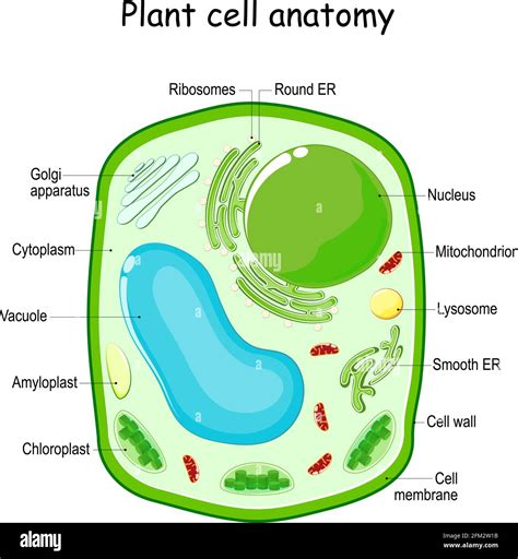 Plant Cell Structure Vector Diagram Anatomy Of A Biological Cell With