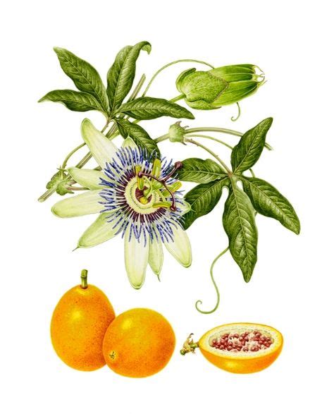 Passion Flower Passiflora Carerulea In 2020 Passion Fruit Flower
