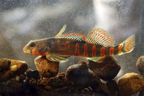 Rainbow Colored Candy Darter Fish Listed As Endangered
