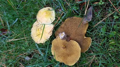 Yellow mushrooms, grew in large patches in my yard on a cool day after a day of rain, edible ...