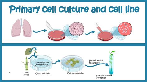 Primary Cell Culture And Cell Line Cell Culture Basics Youtube