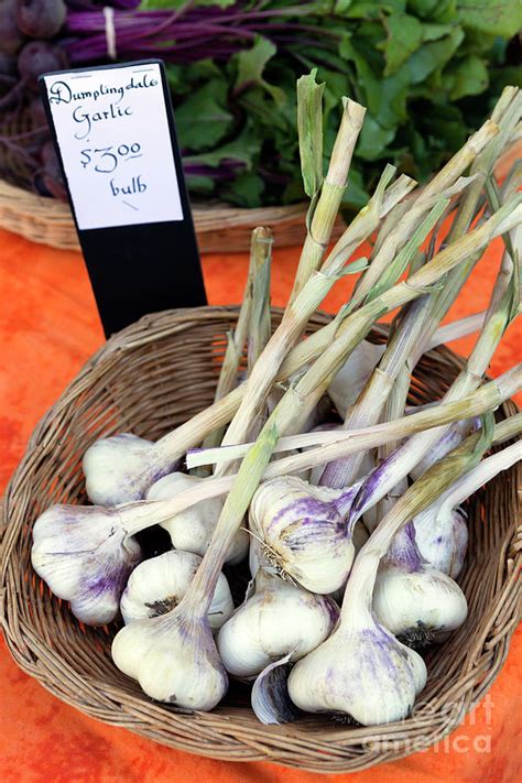 Organic Farmers Market Fresh Vegetable Garlic Bulb Photograph By Kevin