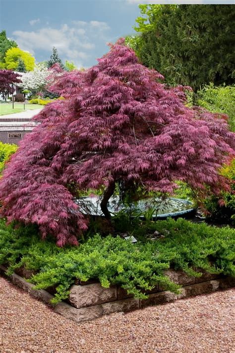 It is hands down our favorite and is recognized by professionals and japanese maple enthusiasts. Acer palamtum dissectum 'Tamukeyama' - Weeping Japanese ...