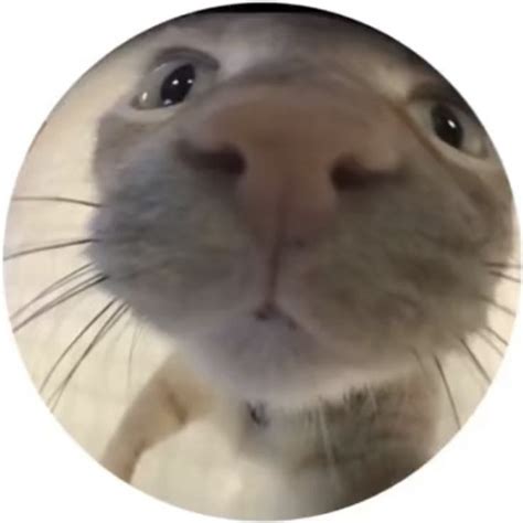 A Close Up Of A Cats Face In A Circle