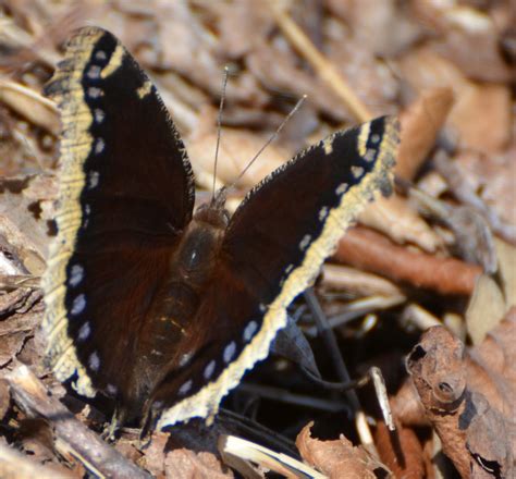 Look in moist areas such as river valleys or wet meadows. Flower Hill Farm: Flower Hill Farm BUTTERFLIES OF 2011 ...