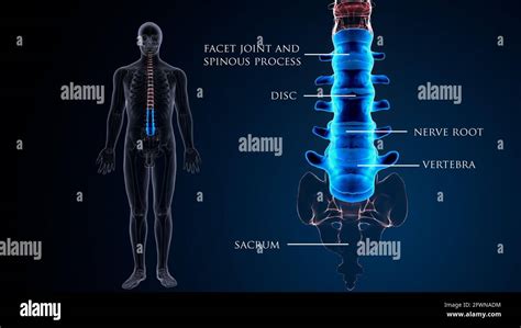 Anatomie Osseuse Lombaire Humaine Illustration 3d Photo Stock Alamy
