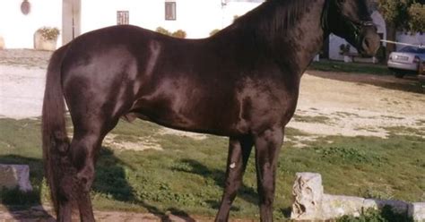 spanish barb horses   amazing animals pinterest extinct horse  animal