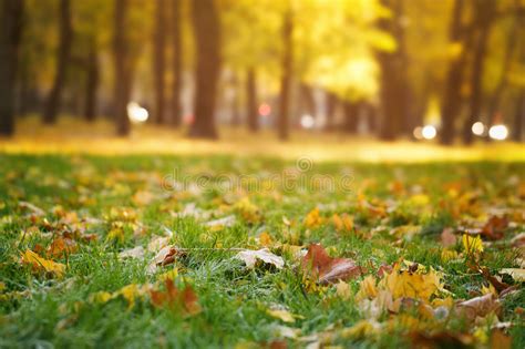 Bright Autumn Maple Leaves On Grass Stock Photo Image Of Falling