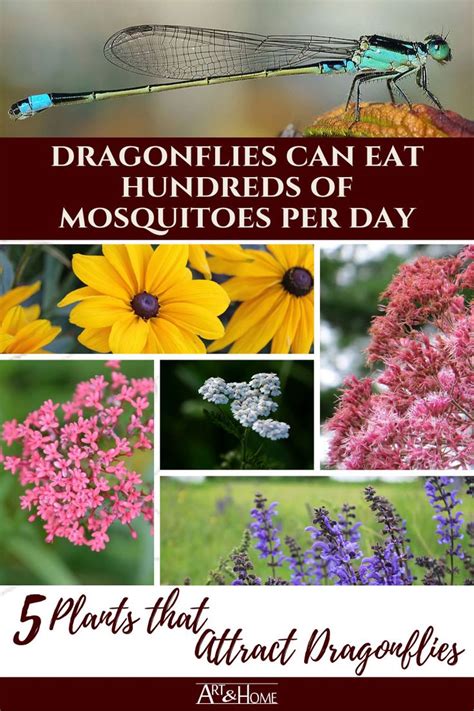 Make sure that you plant anything native that will attract pollinators. 5 Plants That Attract Mosquito-Eating Dragonflies | Art ...