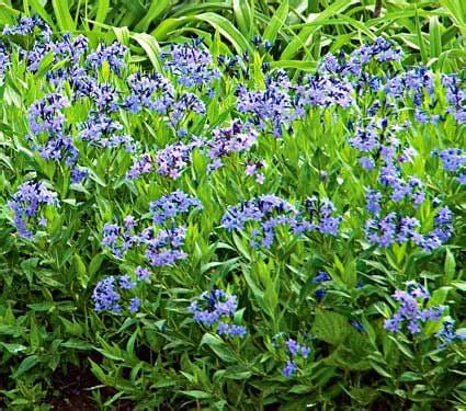 Check spelling or type a new query. Amsonia WFF Selection | White Flower Farm