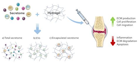 Ijms Free Full Text Functionalized Hydrogels For Cartilage Repair