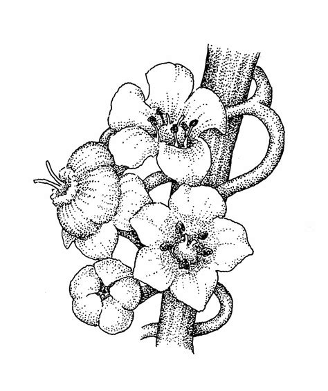 We have collected 39+ original and carefully picked. Hawthorn Flower Drawing at PaintingValley.com | Explore ...