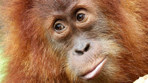 Orangutan Singapore Zoo Wildlife Reserves Singapore